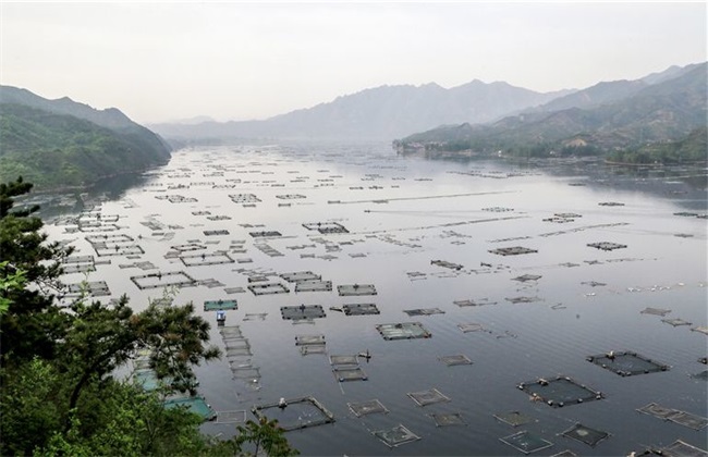 水库网箱养鱼技术