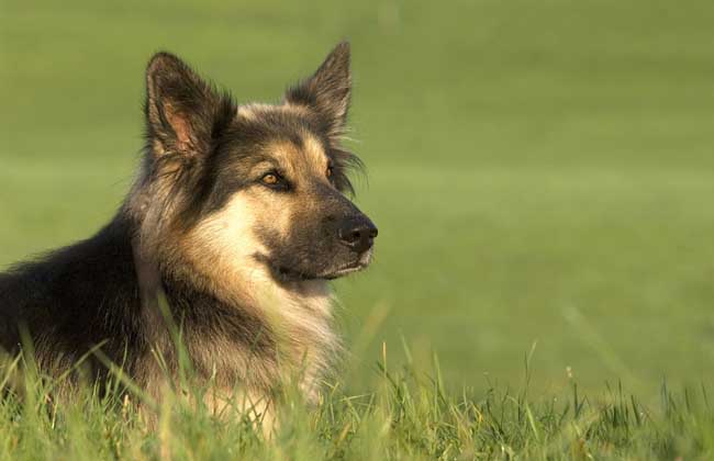 德国牧羊犬吃什么好