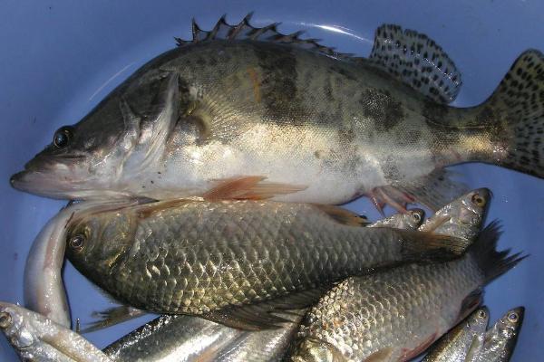 桂魚吃什麼飼料