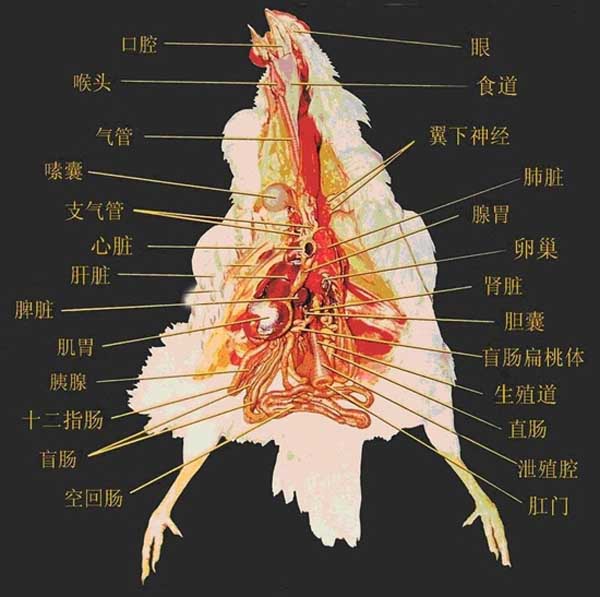 鸡苦胆位置图片