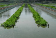 夏季高温季节泥鳅养殖管理要点