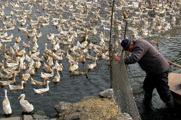 低成本自制鸭饲料