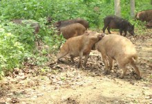 野猪养殖场绿化工作的重要性