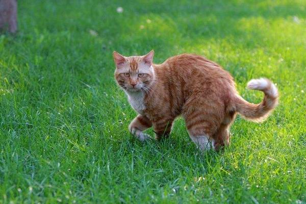 梦见一只大黄猫扑到我怀里（做梦梦到大黄猫扑过来是什么意思） 梦见一只大黄猫扑到我怀里（做梦梦到大黄猫扑过来是什么意思） 卜算大全