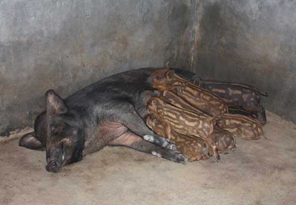 特种野猪繁殖技术要点