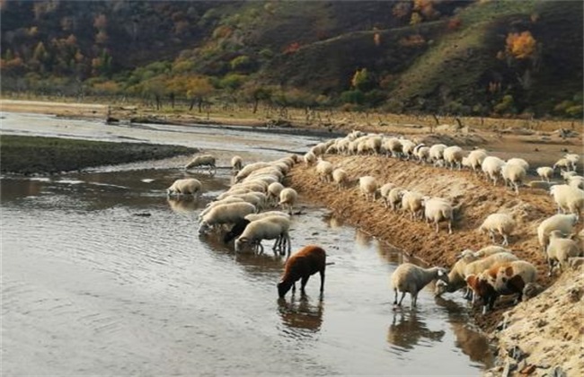 饮水