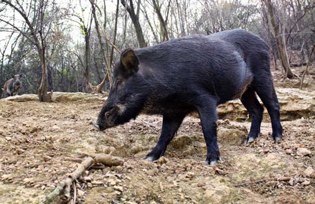 特种野猪养殖的六大误区