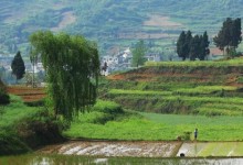 农村特色种植项目