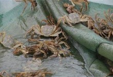 大闸蟹养殖的方法