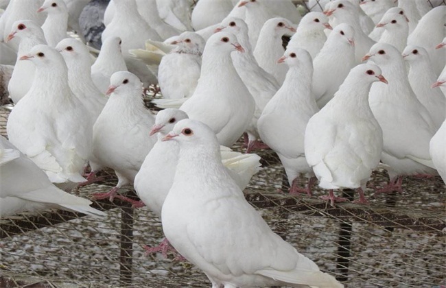 肉鸽饲养