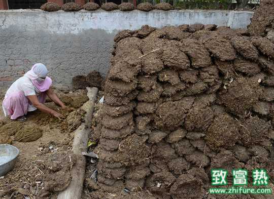 如何牛粪加工饲料