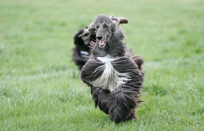 阿富汗猎犬