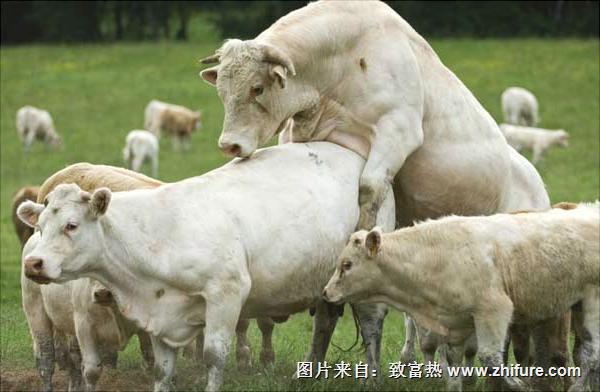 肉牛育肥饲料配方及配制方法