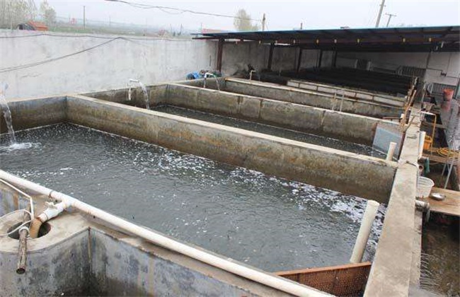 4,水泥池养殖模式水泥池养殖模式有饲养管理方便,捕捞容易以及能极好