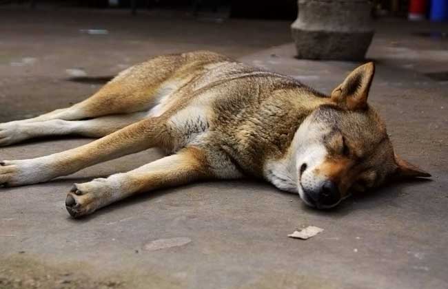 中华田园犬