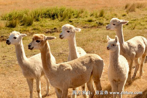 羊驼吃什么食物饲料？