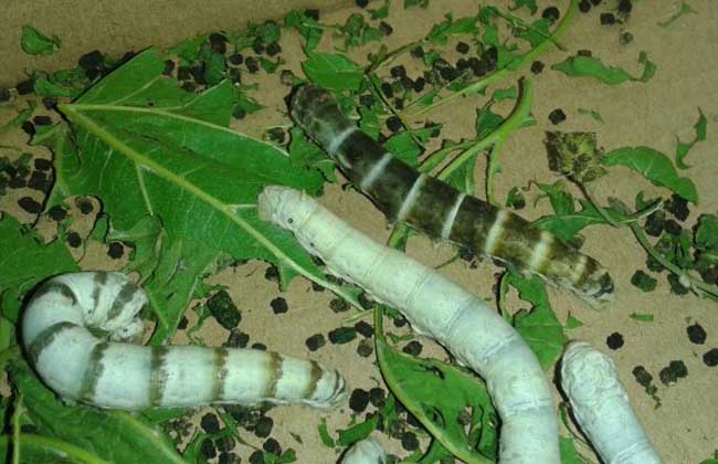 虎蚕是蚕的一种,别称虎斑蚕,斑马蚕,老虎蚕等,因幼虫期蚕体上有黑白