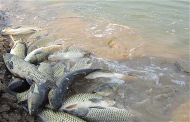 草鱼厌食的原因及防治方法