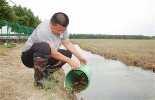 养殖小龙虾难在哪里