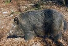 特种野猪提纯复壮方法