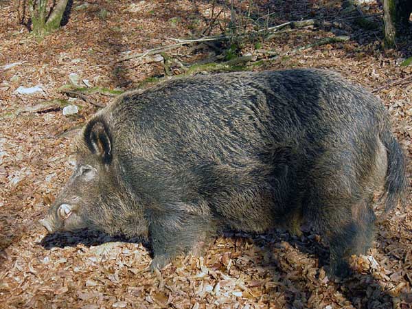 特种野猪提纯复壮方法