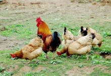 散养鸡感冒原因及防治方法