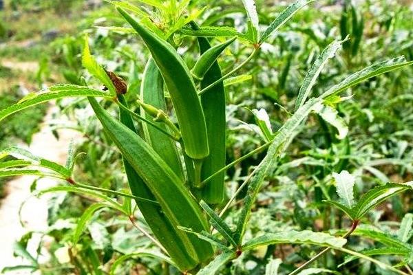 八大农村种植项目