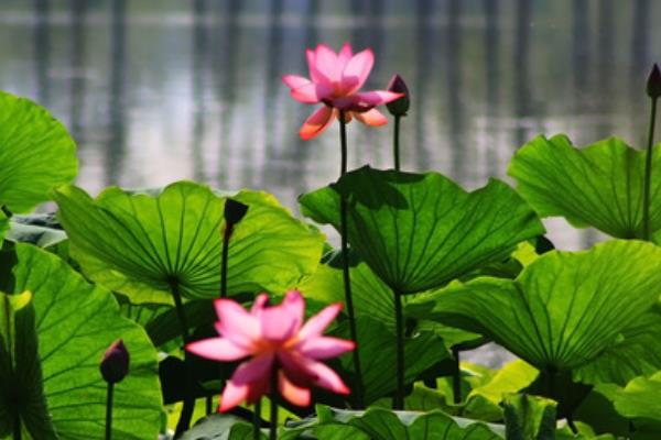 夏季养生保健要点与方法 夏季养生小知识