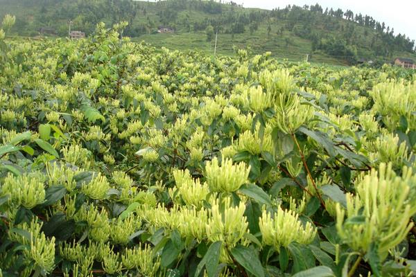 山区适合种植什么药材？千米海拔高山区和低山区有很大不同