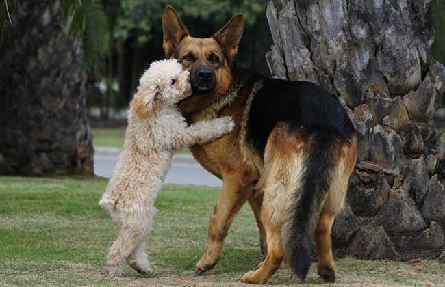 德国牧羊犬智商高吗