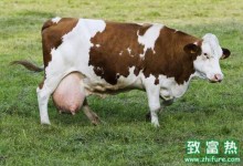 母牛的产后食用饲料的注意事项