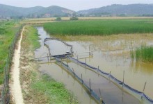 基围虾稻田养殖技术