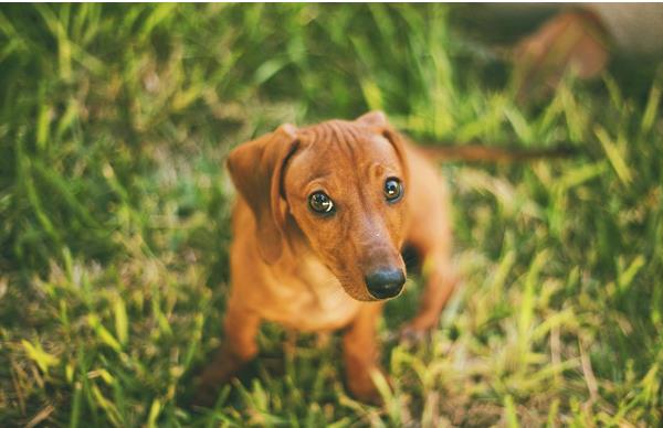 腊肠犬吃什么狗粮 腊肠犬掉毛吗