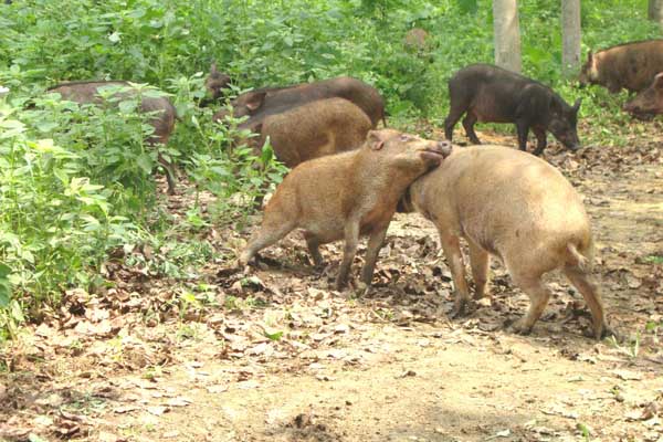 野猪养殖的几种错误养殖方法