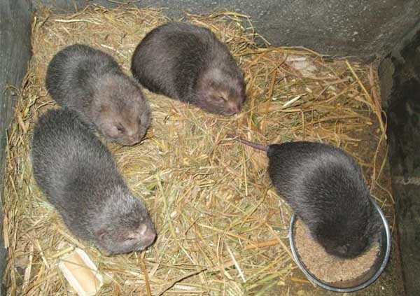 竹鼠养殖前的生物学特征须知