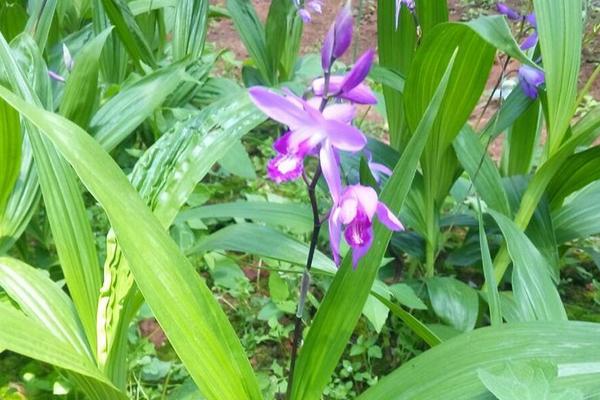 贵阳白芨种植骗局过程