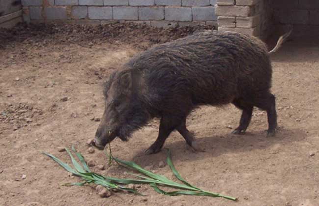 特种野猪养殖常见问题