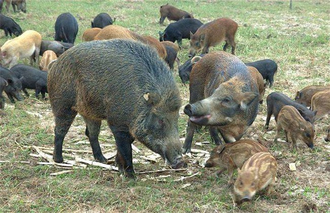 野猪 养殖 管理要点