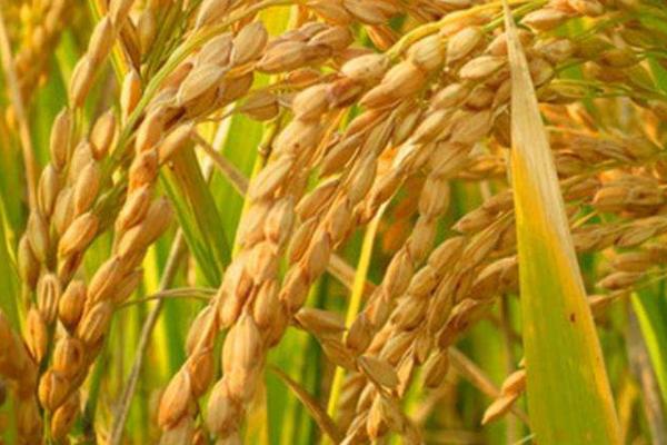 倍丰种业水稻品种主要有四种龙稻18为国标一级
