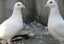 鸽子流眼泪怎么治疗？