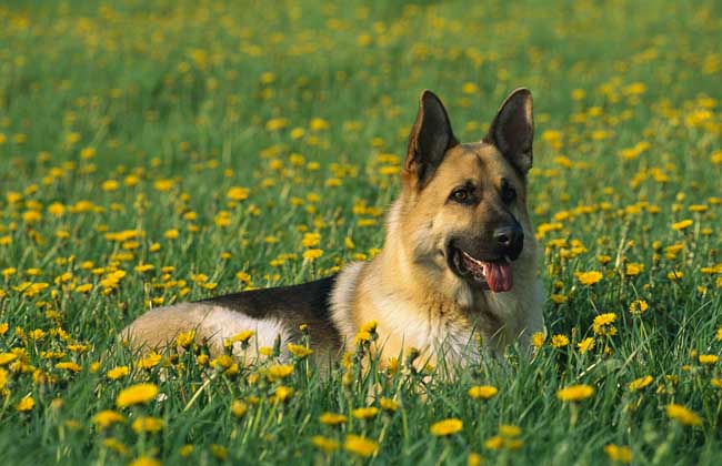 德国牧羊犬吃什么好