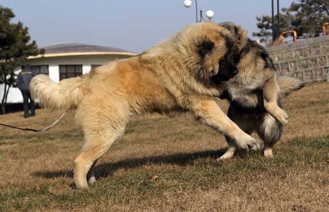 高加索犬战斗力怎么样