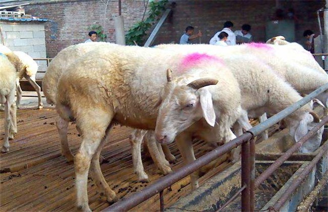 怀孕母羊驱虫方法