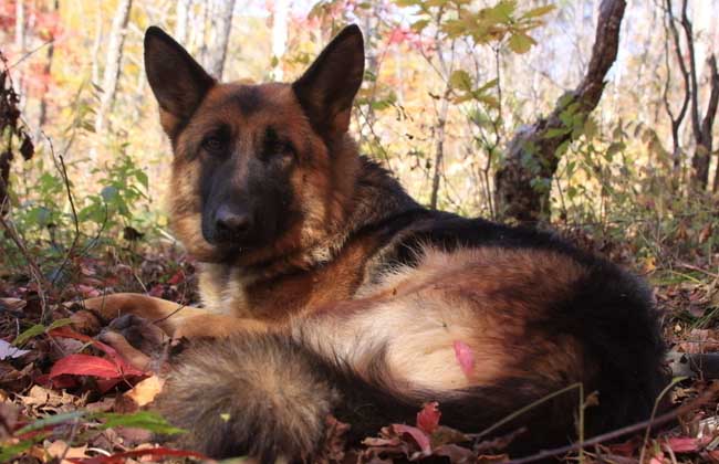 德国牧羊犬怎么训练