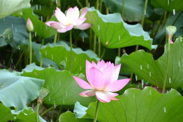 夏至是什么时候（几月） 夏至有哪些习俗