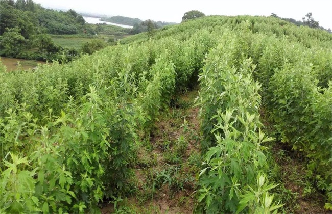 艾草养鸡 艾草养鸡的好处