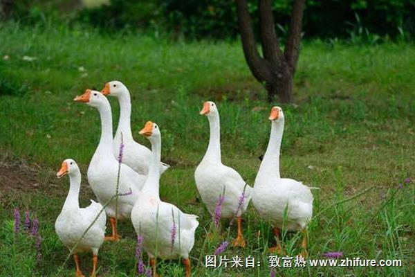 养鹅饲料配方