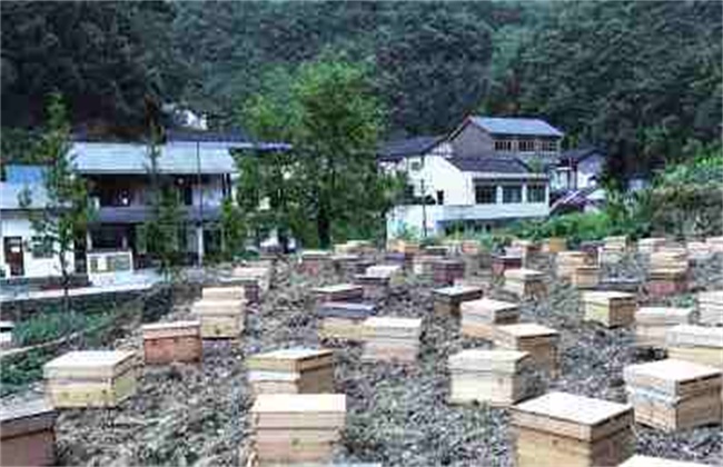 新蜂箱去除异味