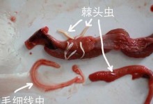 黄鳝寄生虫病防治方法