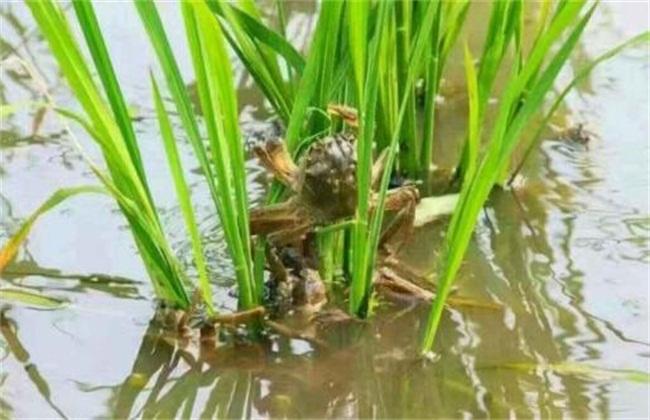 稻田 虾蟹 混养 技术